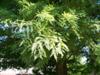 Photo of Genus=Taxodium&Species=distichum&Common=Bald Cypress&Cultivar=