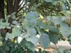 Photo of Genus=Tilia&Species=tomentosa&Common=Silver Linden&Cultivar=
