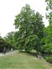 Photo of Genus=Tilia&Species=platyphyllos&Common=Large Leaved Linden, Large Leaved Lime&Cultivar=