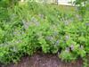 Photo of Genus=Verbena&Species=stricta&Common=Hoary Vervain&Cultivar=