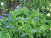 Photo of Genus=Veronica&Species=spicata&Common=Speedwell&Cultivar=