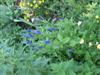 Photo of Genus=Veronica&Species=spicata&Common=Speedwell&Cultivar=