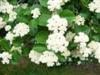 Photo of Genus=Viburnum&Species=dentatum&Common=Northern Burgundy Arrowwood Viburnum&Cultivar='Morton' Northern Burgundy®