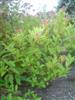 Photo of Genus=Viburnum&Species=nudum&Common=Witherod Viburnum&Cultivar=
