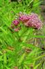 Photo of Genus=Asclepias&Species=incarnata&Common=Swamp Milkweed&Cultivar=