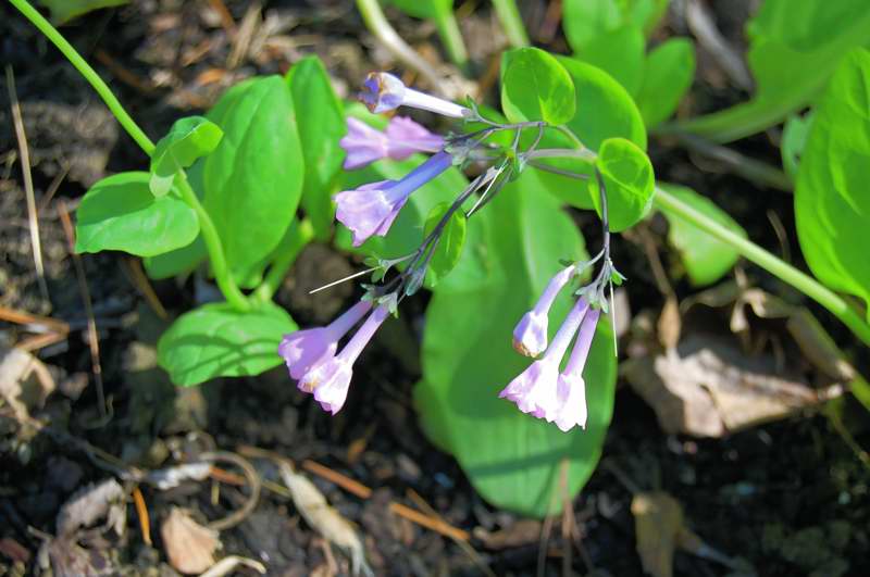 Photo of Genus=Mertensia&Species=virginica&Common=Virginia Bluebells&Cultivar=