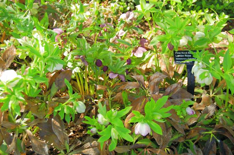 Photo of Genus=Helleborus&Species=x hybridus&Common=Pink Knot Select Lenten Rose&Cultivar='Pine Knot Select'