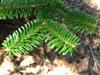 Photo of Genus=Abies&Species=cilicica&Common=Cilician Fir&Cultivar=