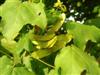 Photo of Genus=Acer&Species=campestre&Common=Field Maple, Hedge Maple&Cultivar=