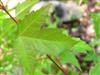 Photo of Genus=Acer&Species=ginnala&Common=Amur Maple&Cultivar=
