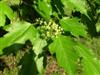 Photo of Genus=Acer&Species=ginnala&Common=Amur Maple&Cultivar=