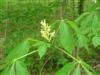 Photo of Genus=Aesculus&Species=flava&Common=Yellow Buckeye&Cultivar=