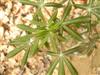 Photo of Genus=Aesculus&Species=glabra&Common=Ohio Buckeye&Cultivar=