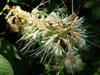 Photo of Genus=Aesculus&Species=parviflora&Common=Bottlebrush Buckeye&Cultivar=