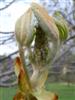 Photo of Genus=Aesculus&Species=turbinata&Common=Japanese Horsechestnut&Cultivar=