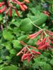 Photo of Genus=Lonicera&Species=sempervirens&Common=Alabama Crimson Honeysuckle Vine&Cultivar='Alabama Crimson'