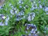 Photo of Genus=Amsonia&Species=x&Common=Blue Ice Amsonia&Cultivar='Blue Ice'