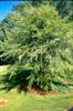 Photo of Genus=Betula&Species=nigra&Common=Dura Heat River Birch&Cultivar='BNMTF' Dura-Heat®