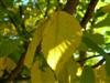 Photo of Genus=Betula&Species=lenta&Common=Sweet Birch&Cultivar=