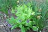 Photo of Genus=Mertensia&Species=virginica&Common=Virginia Bluebells&Cultivar=