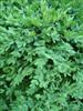 Photo of Genus=Buxus&Species=&Common=Green Velvet Boxwood&Cultivar='Green Velvet'