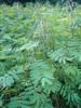 Photo of Genus=Cassia&Species=hebecarpa&Common=Wild Senna&Cultivar=