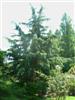 Photo of Genus=Cedrus&Species=deodara&Common=Shalimar Deodar Cedar&Cultivar='Shalimar'