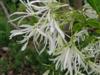 Photo of Genus=Chionanthus&Species=virginicus&Common=White Fringetree&Cultivar=