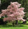 Photo of Genus=Cornus&Species=florida&Common=Pink Flowering Dogwood&Cultivar='Rubra'