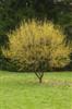 Photo of Genus=Cornus&Species=mas&Common=Cornelian cherry dogwood&Cultivar=