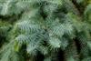 Photo of Genus=Cunninghamia&Species=lanceolata&Common=Chinafir&Cultivar=
