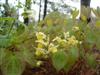 Photo of Genus=Epimedium&Species=x versicolor&Common=Yellow Barrenwort&Cultivar=Sulphureum