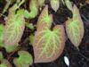 Photo of Genus=Epimedium&Species=x versicolor&Common=Yellow Barrenwort&Cultivar=Sulphureum