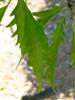 Photo of Genus=Fagus&Species=sylvatica&Common=Fernleaf Beech&Cultivar='Asplenifolia'