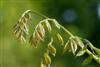 Photo of Genus=Gymnocladus&Species=dioicus&Common=Kentucky Coffeetree&Cultivar=