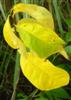 Photo of Genus=Lindera&Species=benzoin&Common=Spicebush&Cultivar=