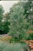 Photo of Genus=Magnolia&Species=virginiana var. australis&Common=Evergreen Sweetbay Magnolia&Cultivar=