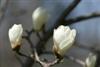 Photo of Genus=Magnolia&Species=denudata&Common=Yulan Magnolia&Cultivar=