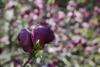 Photo of Genus=Magnolia&Species=liliiflora&Common=Purple Lily Magnolia&Cultivar='Nigra'