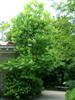 Photo of Genus=Magnolia&Species=macrophylla&Common=Bigleaf Magnolia&Cultivar=