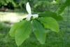Photo of Genus=Magnolia&Species=tripetala&Common=Umbrella Magnolia&Cultivar=