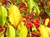 Photo of Genus=Malus&Species=sp.&Common=Red Jade Weeping Crabapple&Cultivar='Red Jade'