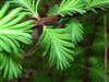 Photo of Genus=Metasequoia&Species=glyptostroboides&Common=Dawn Redwood&Cultivar=