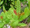 Photo of Genus=Nyssa&Species=sylvatica&Common=Black Gum&Cultivar=