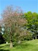 Photo of Genus=Paulownia&Species=tomentosa&Common=Royal Paulownia or Empress Tree or Princess Tree&Cultivar=