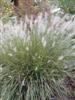 Photo of Genus=Pennisetum&Species=orientale&Common=Oriental Fountain Grass&Cultivar=