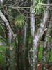 Photo of Genus=Pinus&Species=bungeana&Common=Lacebark Pine&Cultivar=