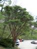 Photo of Genus=Pinus&Species=densiflora&Common=Tanyosho Pine&Cultivar='Umbraculifera'