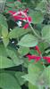 Photo of Genus=Salvia&Species=elegans&Common=&Cultivar=