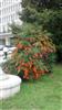 Photo of Genus=Sorbus&Species=aucuparia&Common=&Cultivar=